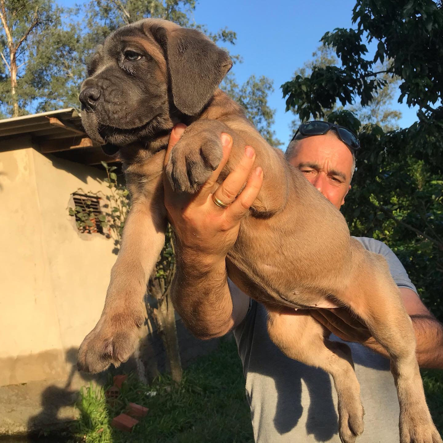 Cane Corso puppies for sale at Cane Blue Kennel in Uniontown, Pennsylvania