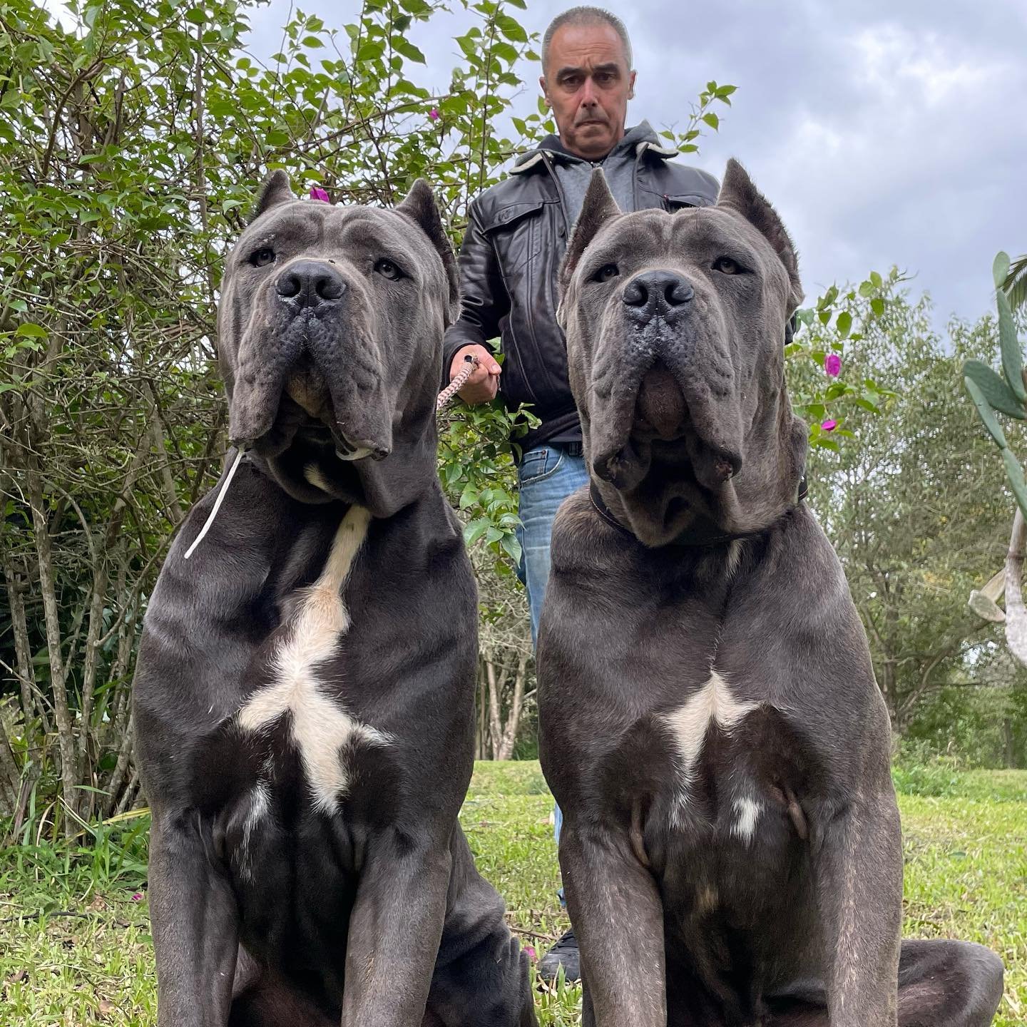 Frank Bloebaum — Cane Blue Kennel award-winning Cane Corso breeder Uniontown Pennsylvania