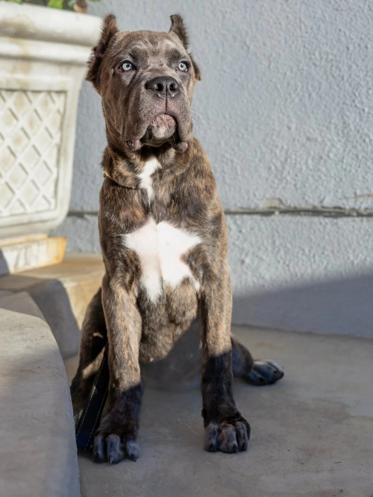 Rocco