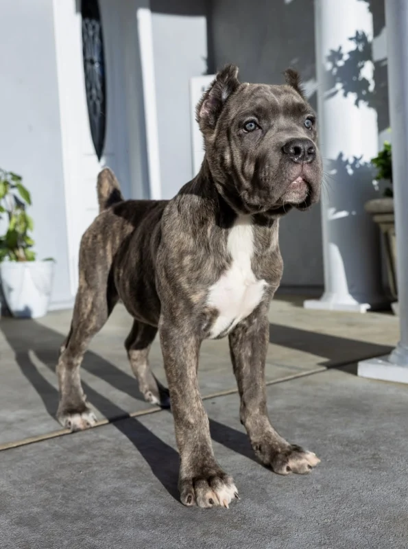Rocco