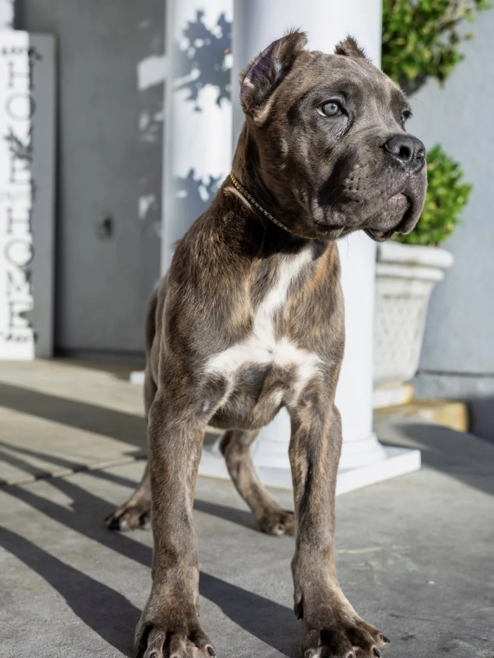 Rocco