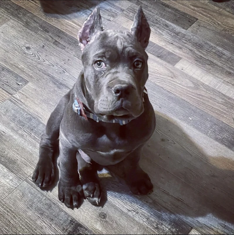 Shadow