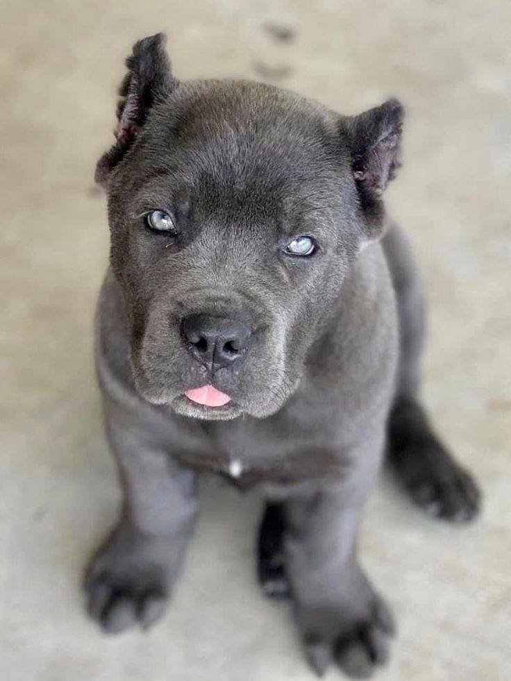 Kilo