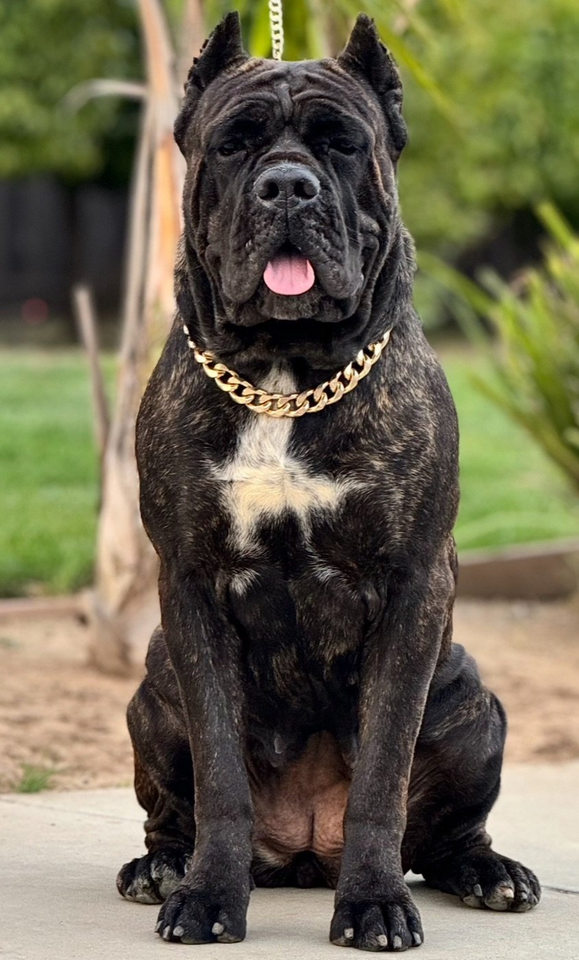 Hercules