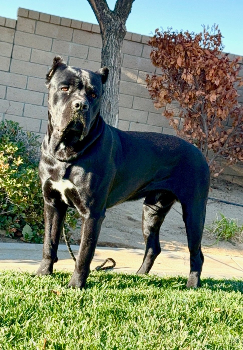 Zeus